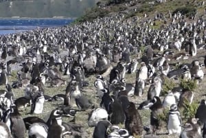 Ushuaia : Navigation sur le canal de Beagle jusqu'à la colonie de pingouins