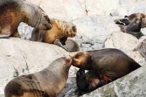 Ushuaia: Zeil door het Beagle-kanaal naar de pinguïnkolonie