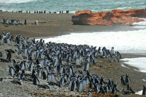 Ushuaia : Navigation sur le canal de Beagle jusqu'à la colonie de pingouins