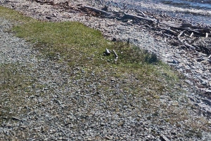 Ab Ushuaia: Private Tour zum Nationalpark Tierra del Fuego