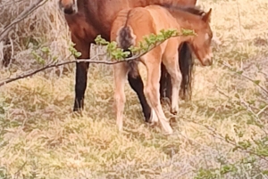 Ab Ushuaia: Private Tour zum Nationalpark Tierra del Fuego