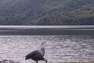 Ab Ushuaia: Private Tour zum Nationalpark Tierra del Fuego