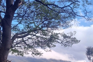 Ab Ushuaia: Private Tour zum Nationalpark Tierra del Fuego