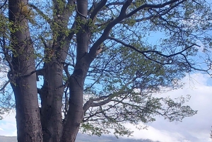 Ab Ushuaia: Private Tour zum Nationalpark Tierra del Fuego