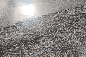 Ab Ushuaia: Private Tour zum Nationalpark Tierra del Fuego