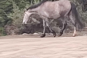 Ab Ushuaia: Private Tour zum Nationalpark Tierra del Fuego