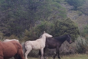 Ab Ushuaia: Private Tour zum Nationalpark Tierra del Fuego