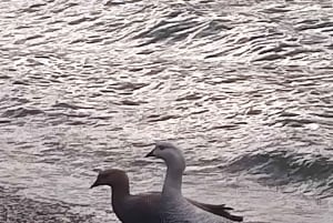 Ab Ushuaia: Private Tour zum Nationalpark Tierra del Fuego