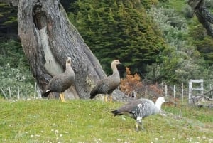 Ushuaia: Utflukt til Tierra del Fuego nasjonalpark