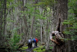 Ushuaia: Tierra del Fuegon kansallispuiston kierros lounaalla