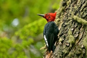 Ushuaia: Tierra del Fuego National Park Tour