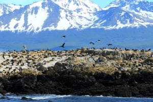 Ushuaia: Tour: Beagle Channel Navigation