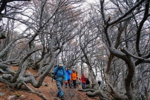 Ushuaia: Trekking på gletscher og i isgrotter med frokost og transport