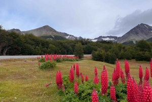 Ushuaia: Trekking ao Mirador do Glaciar Martial