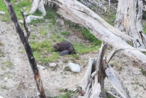 Ushuaia: Visita a los lagos Escondido y Fagnano PM