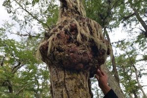 Ushuaia: Visita a los lagos Escondido y Fagnano PM