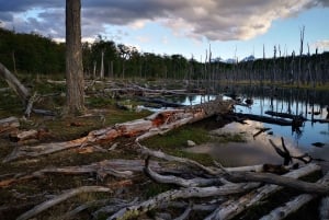 Ushuaia: Visita a los lagos Escondido y Fagnano PM
