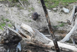 Ushuaia: Visita a los lagos Escondido y Fagnano PM