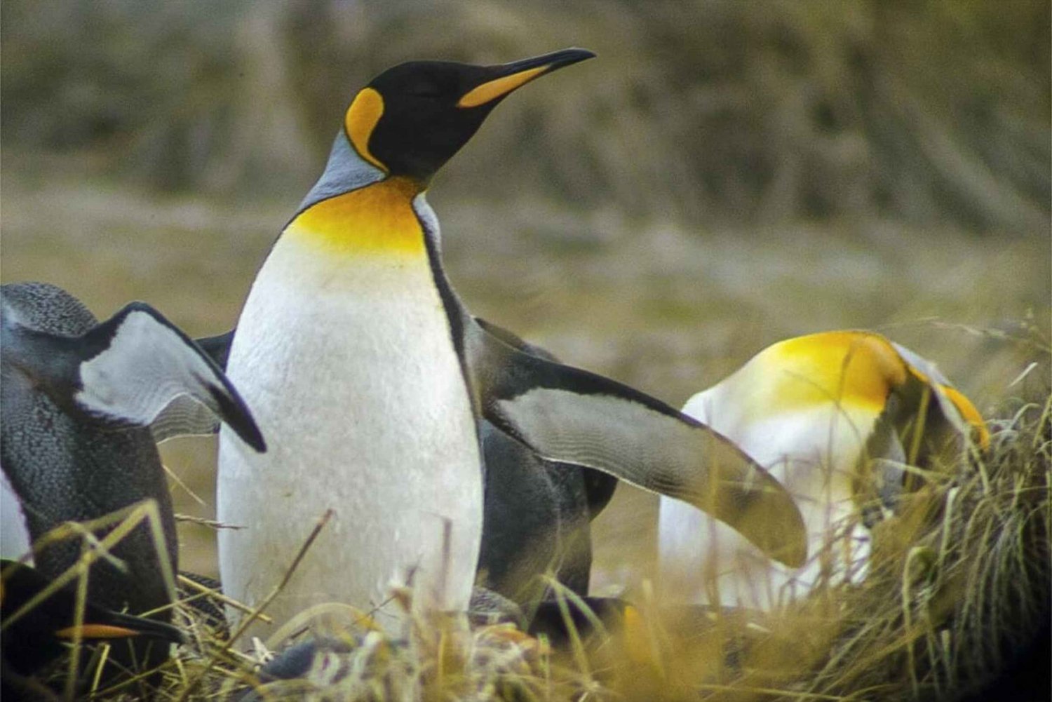 Ushuaia: Beagle-kanavan veneretki ja pingviinikokemus