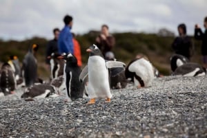Ushuaia: Walking with Penguins Experience and Marine Museum