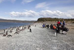 Ushuaia: Walking with Penguins Experience and Marine Museum