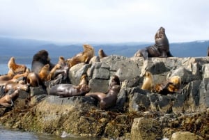 Ushuaia: Beagle-kanavan veneretki ja pingviinikokemus