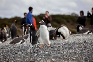 Ushuaia: Beagle-kanavan veneretki ja pingviinikokemus