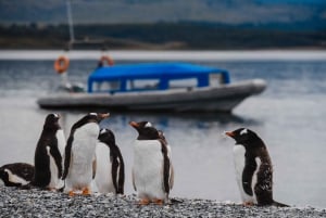 Ushuaia: Bådtur i Beagle-kanalen og pingvinoplevelse