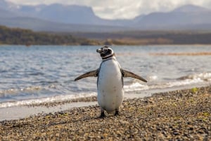 Ushuaia: Wycieczka łodzią po kanale Beagle i doświadczenie z pingwinami