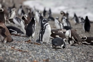 Ushuaia : Tour en bateau sur le canal de Beagle et découverte des pingouins