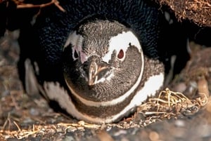 Ushuaia: Beagle-kanavan veneretki ja pingviinikokemus