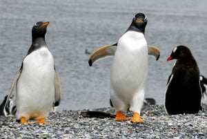 Ushuaia: Beagle Channel Boat Tour and Penguin Experience