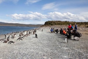 Ushuaia: Wycieczka łodzią po kanale Beagle i doświadczenie z pingwinami