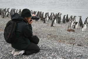 Ushuaia: Omvisning med båt i Beagle-kanalen og pingvinopplevelse