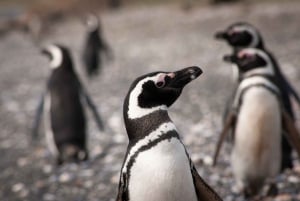 Ushuaia: Spaziergang mit Pinguinen & Schifffahrtsmuseum