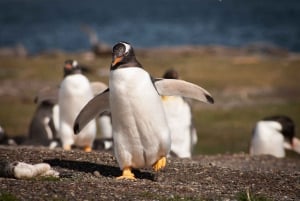 Ushuaia: Beagle Channel Boat Tour and Penguin Experience