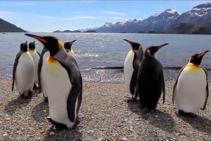 Ushuaia: Spaziergang mit Pinguinen & Schifffahrtsmuseum