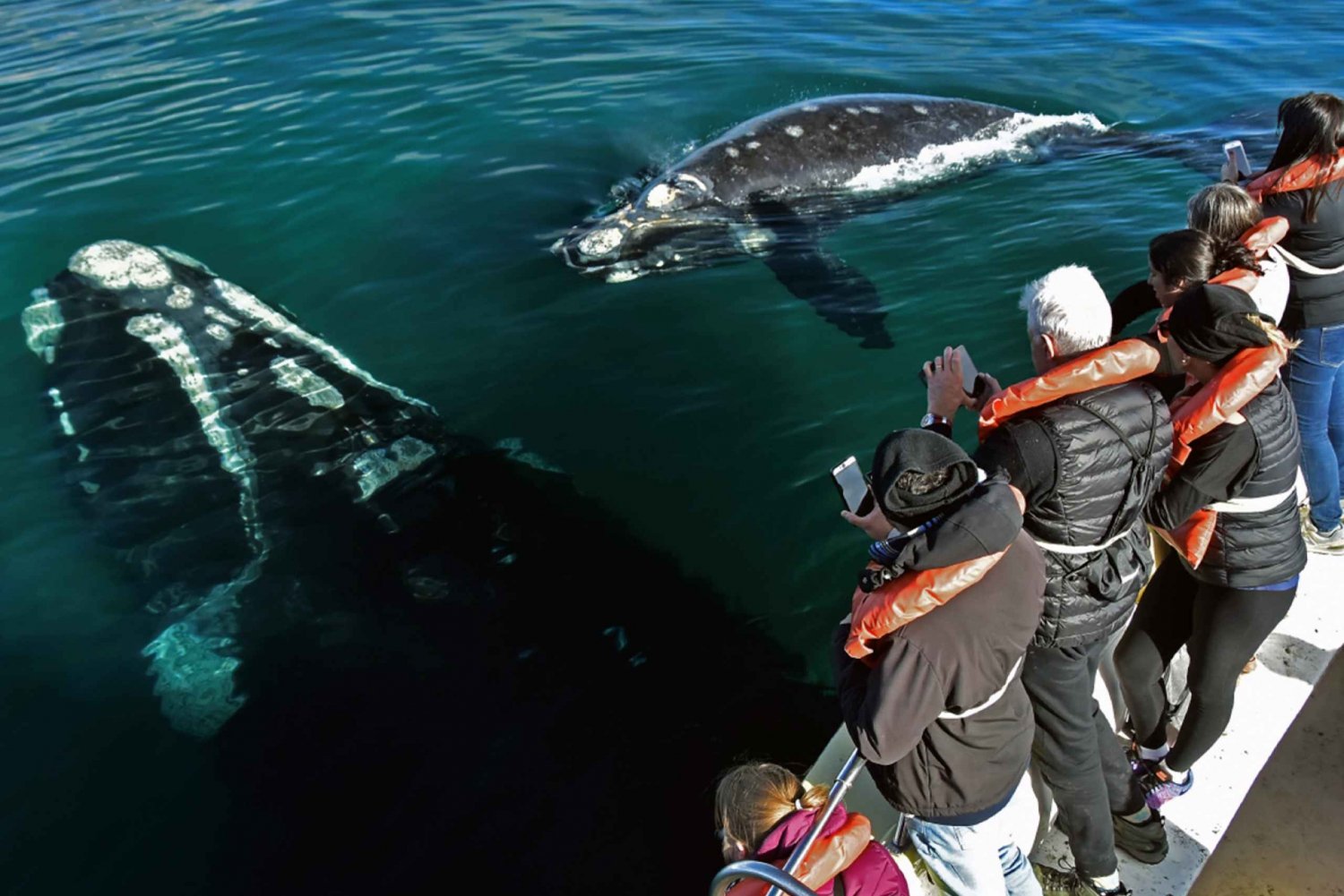 Péninsule de Valdes : Journée complète avec observation des baleines