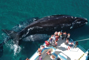 Péninsule de Valdes : Journée complète avec observation des baleines