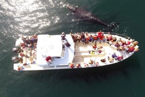 Valdes-Halbinsel: Ganzer Tag mit Walbeobachtung