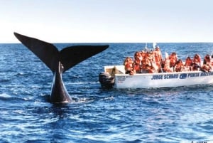 Valdeshalvøya: Heldag med hvalsafari