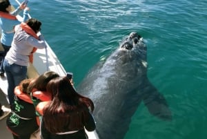 Valdes-Halbinsel: Ganzer Tag mit Walbeobachtung
