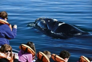 Półwysep Valdes: Cały dzień z obserwacją wielorybów