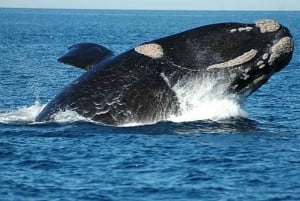Valdes Peninsula: Full Day with Whale Watching