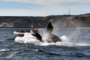 Valdes-halvøen: Hel dag med hvalsafari