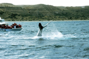 Península Valdés: Dia inteiro com observação de baleias