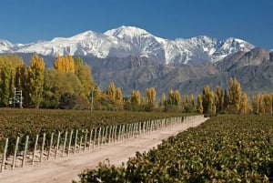 Valle de Uco: Tour de vino privado de día completo con almuerzo de 3 platos