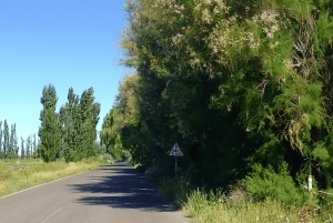 Valley + Paleontologiskt museum för kryssningspassagerare