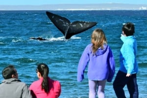 Vue sur les baleines : transfert à la plage d'El Doradillo