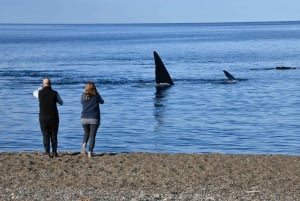 Vue sur les baleines : transfert à la plage d'El Doradillo